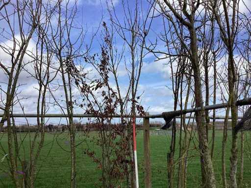 Japanese Cherry - Multi-stem tree (2x)