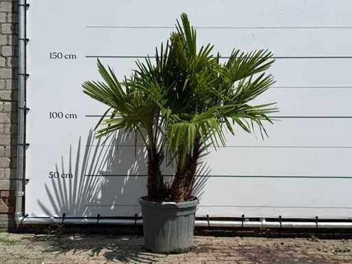Triple tronc en éventail chinois - Trachycarpus Fortunei - hauteur environ 150 cm