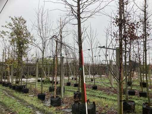 Wapno wielolistne - Parkboom