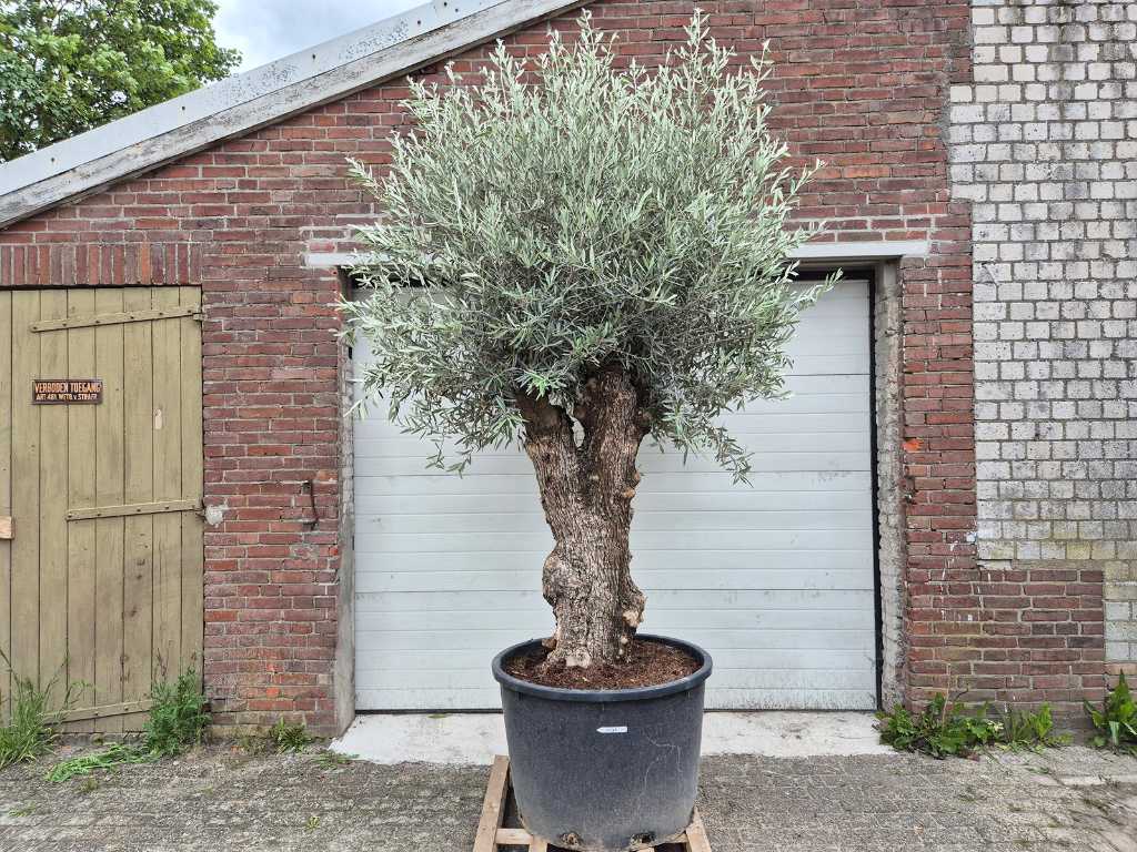 Drzewko oliwne Bonsai - Olea Euopaea - wysokość ok. 300 cm