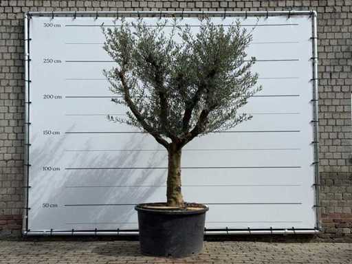 Olive tree Andalucia XXL - Olea Europaea - approx. 80 years old - height approx. 260 cm