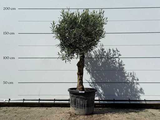 Olive tree spherical - Olea Europaea - approx. 25 years old - height approx. 180 cm