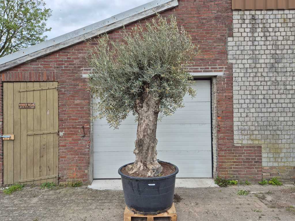 Olijfboom Bonsai XL - Olea Europaea - 80 jaar oud - hoogte ca. 400 cm