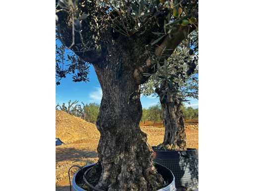  OLEA EUROPEA SECOLARE  