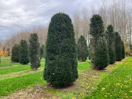 Taxus baccata (52x)