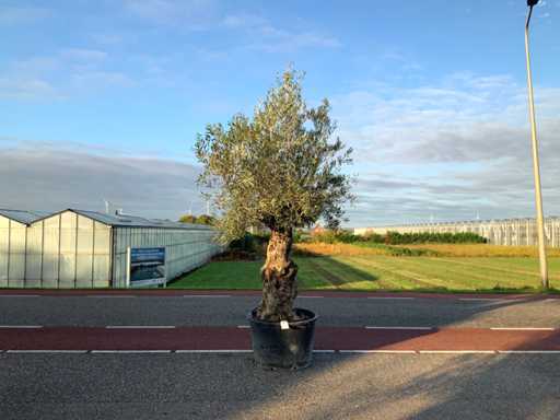 Olive tree (Olea Europaea Lessini)
