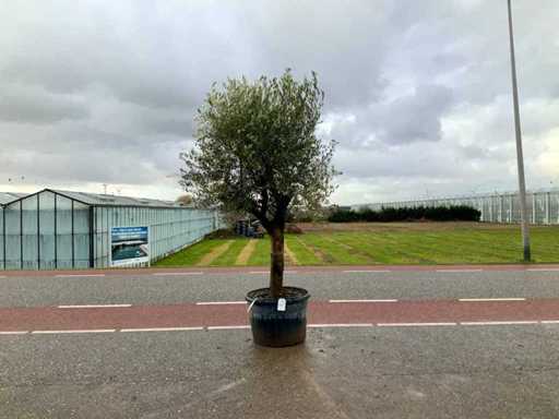 Olijfboom (Olea Europaea Lessini)