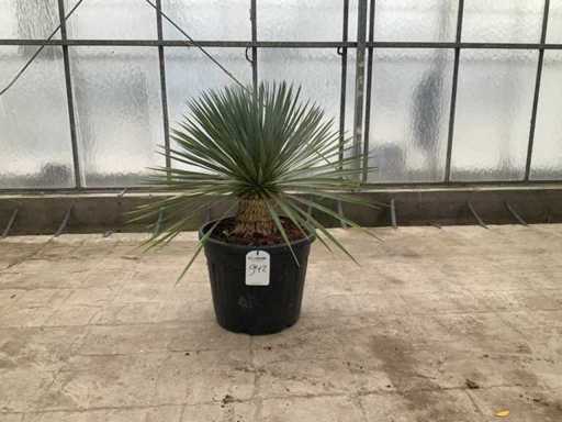 Palma (Yucca rostrata)