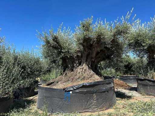 Eeuwenoude olijfboom in mand