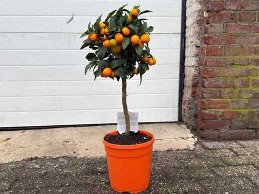 Orange nain - Arbre fruitier / arbre fruitier - Kumquat d’agrumes - Hauteur environ 70 cm 