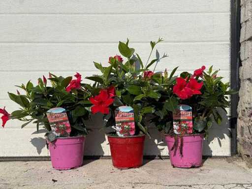 3x Dipladenia mix - Dipladenia Rio - hoogte ca. 20 cm