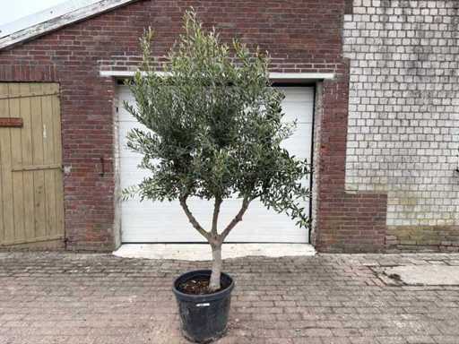 Olivenbaum Andalucia L – Olea Europaea – Höhe ca. 250 cm