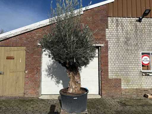 Olive tree Bonsai - Olea Europaea - 200 years old - Height approx. 300 cm