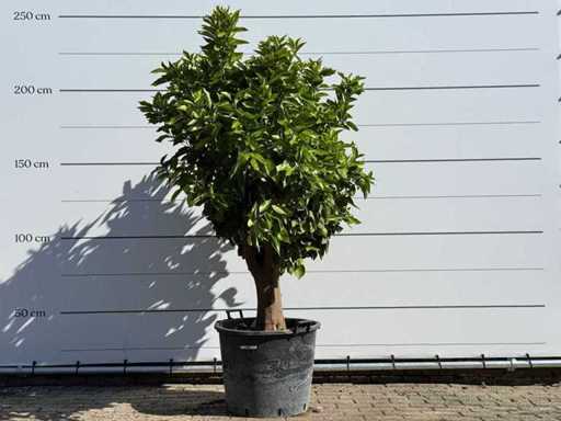 Orange tree on trunk XL - Citrus Sinensis XL - height approx. 230 cm