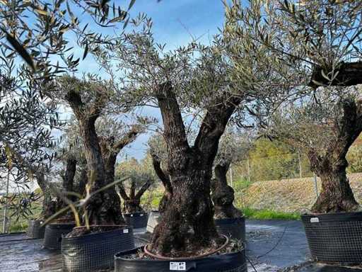 Centuries-old olive tree in basket