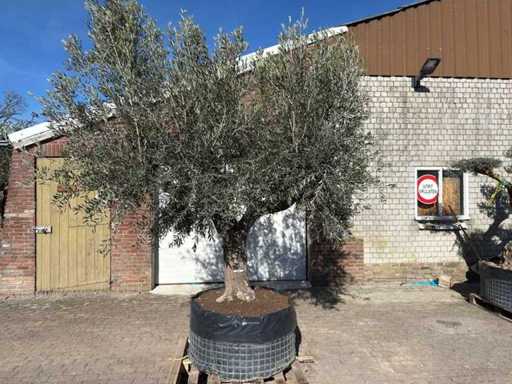 Olive tree Tortuga - Olea Europaea - 200 years old - Height approx. 300 cm