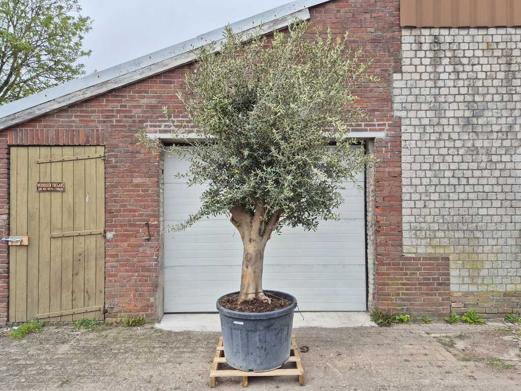 Olivenbaum Compact Big - Olea Europaea - Höhe ca. 400 cm