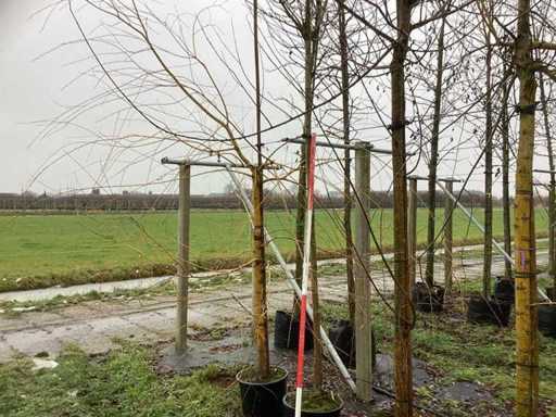 Wierzba Pollard (2x)