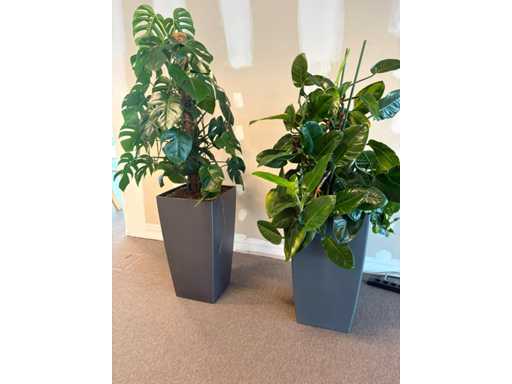 Pflanzen mit Töpfen (2x)