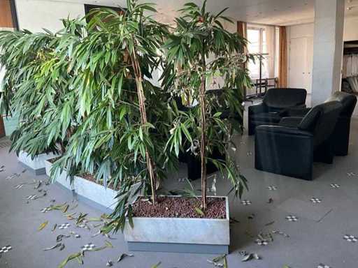 Plante dans un bac mobile (4x)
