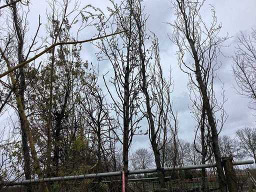 Zierbirne – Zierbaum