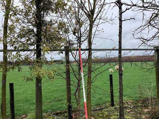 Sierappel - Vormboom