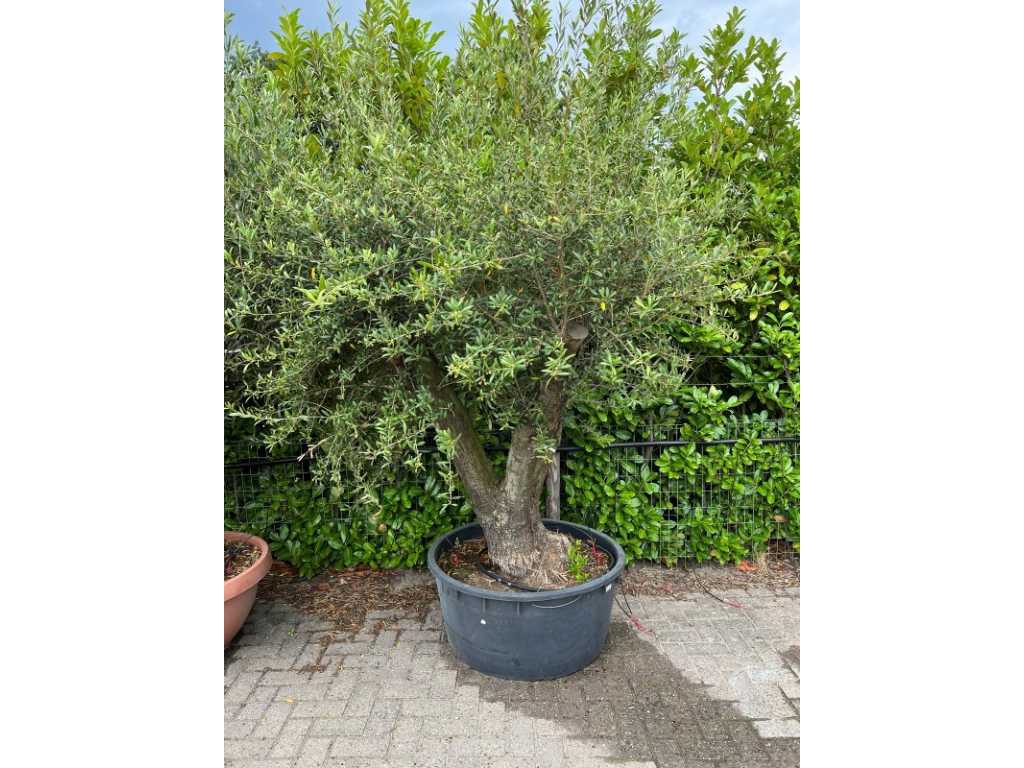 olive tree 250cm, trunk circumference 95cm
