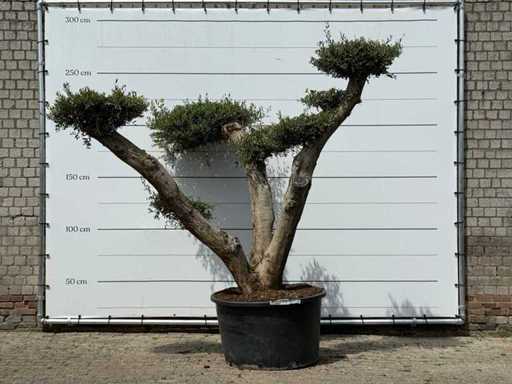 Ulivo Pompom XL - Olea Europaea - circa 120 anni - altezza circa 260 cm