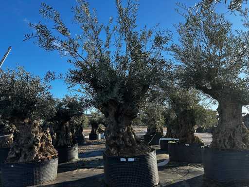Olive tree in basket Specimen