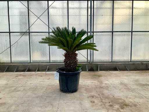 Palma (Cycas revoluta)