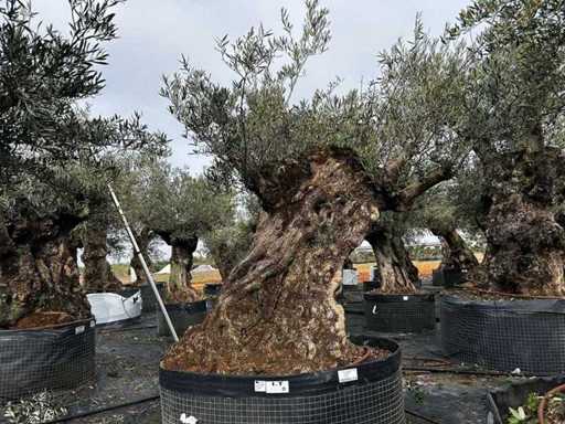  Olijfboom in een voorbeeldige mand