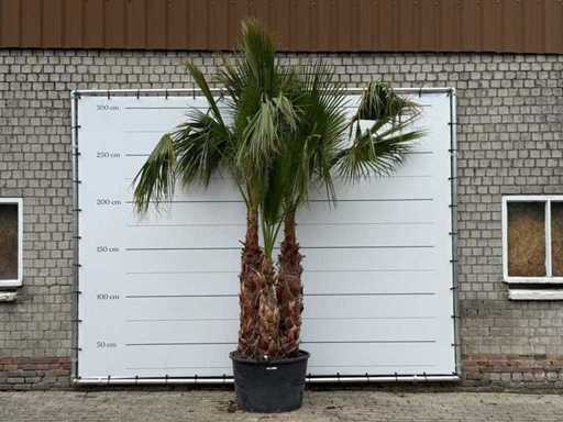 Mexican fan palm multi-stemmed - Washingtonia Robusta - height approx. 280 cm