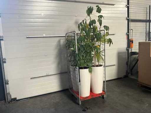 Flora Limburg Plant met pot  Ø40x76cm (4x)