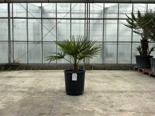 Palme (Trachycarpus fortunei)