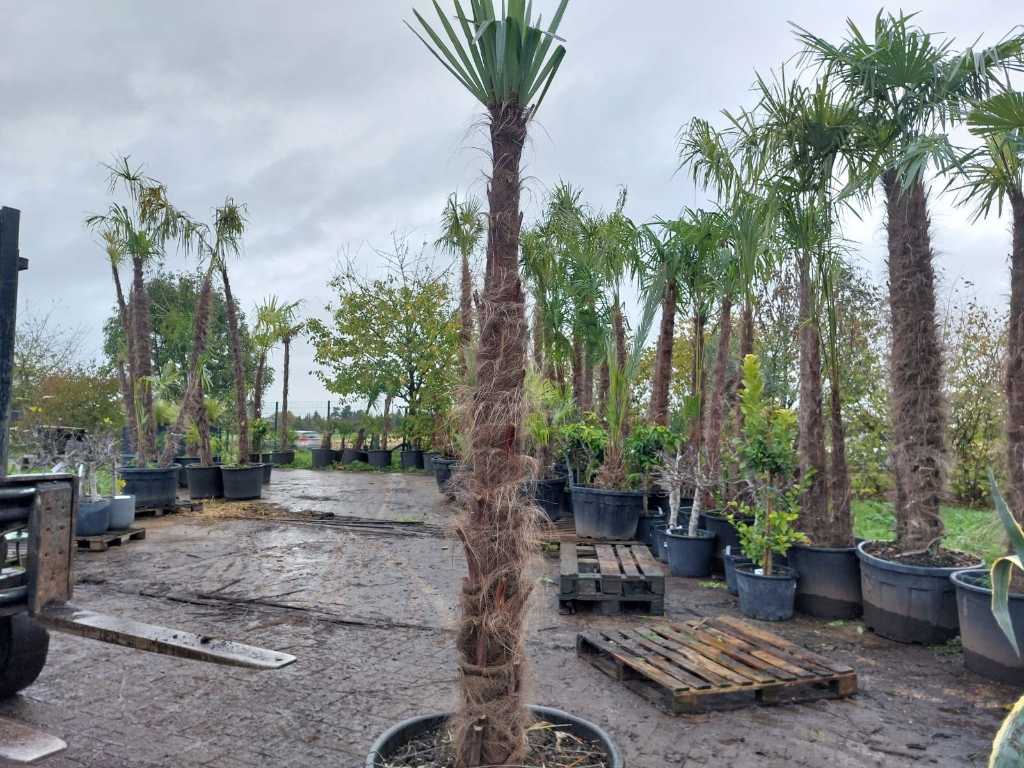 Hemp palm in pot (hardy)