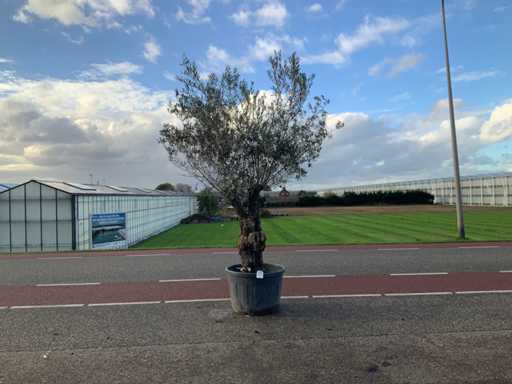 Olijfboom (Olea Europaea Lessini)