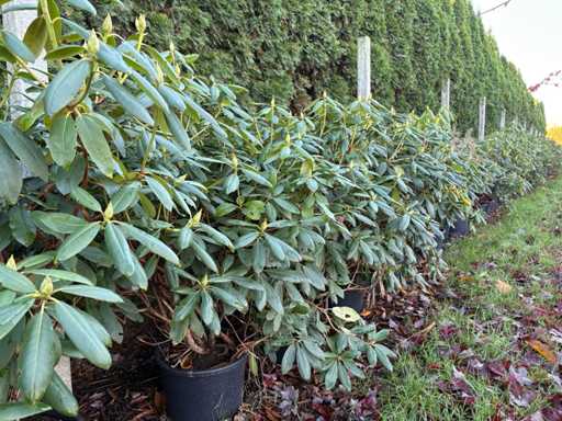 Rododendron – drzewo wielopniowe (3x)