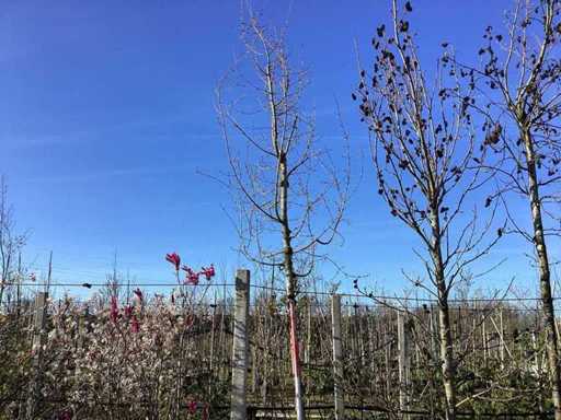 Arțar - Arbore topiar