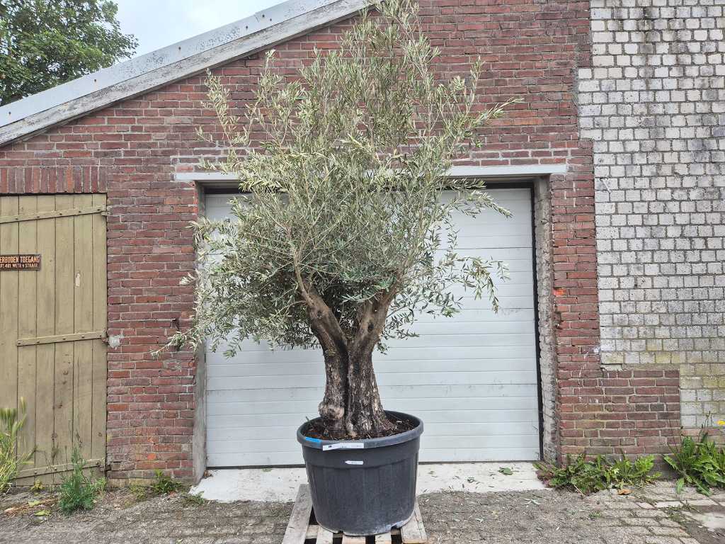 Olive tree Old Skin - Olea Europaea - approx. 50 years old - height approx. 300 cm