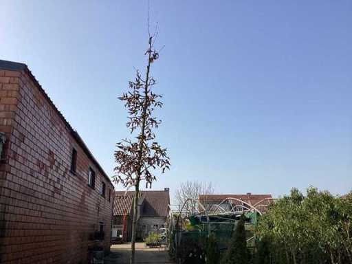 Carpinus betulus (10x)