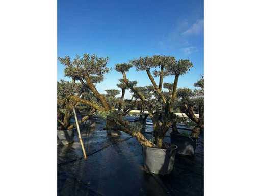 Olea pom pom european 35 unități