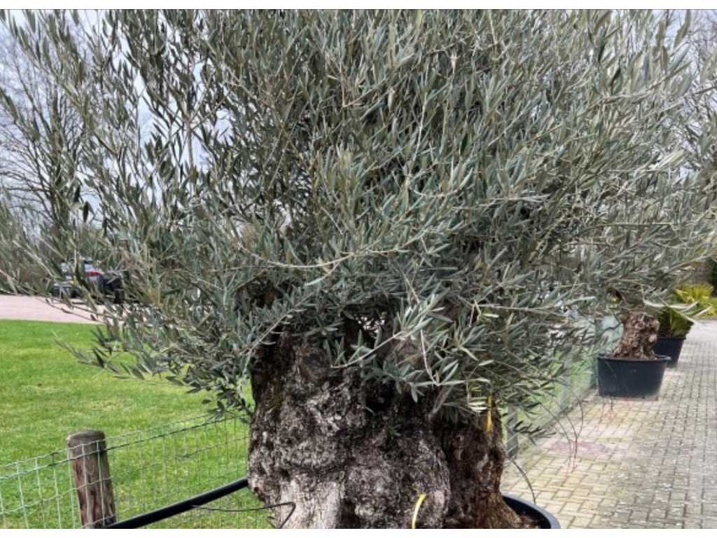 olive tree. Trunk circumference 120 - 140 cm. 
