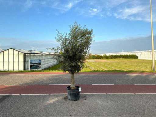 Drzewo oliwne (Olea europaea lessini)