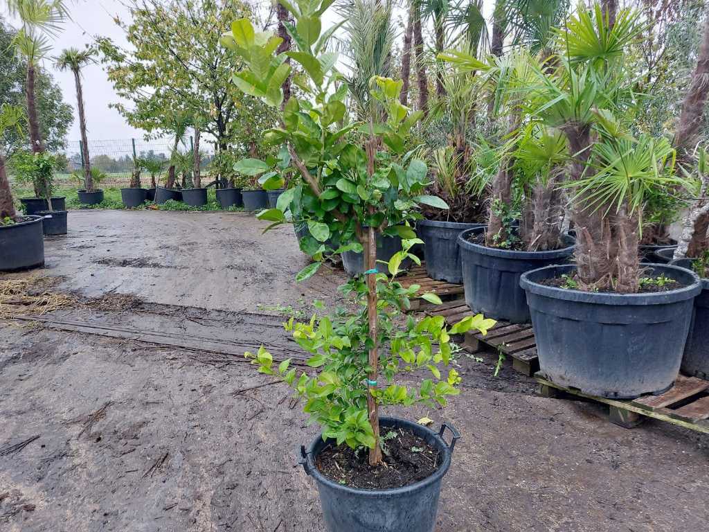 Lemon tree in pot