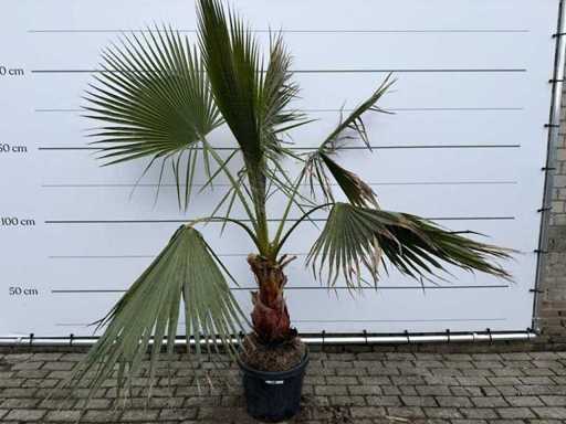 Mexican fan palm - Washingtonia Robusta - height approx. 200 cm 
