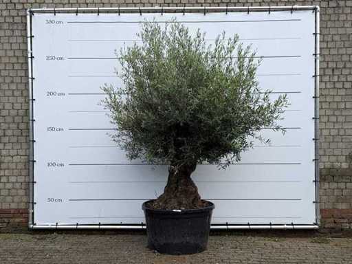 Olive tree Bonsai - Olea Europaea - approx. 80 years old - height approx. 260 cm