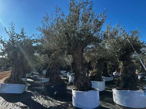 Olive tree in basket Specimen