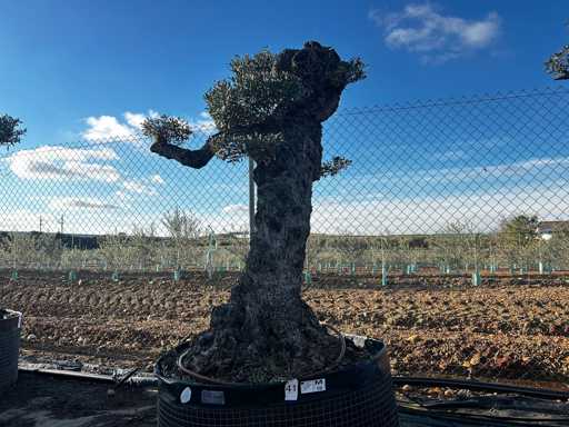 Olijfboom - Olea Europea Pom Pom Secolare 