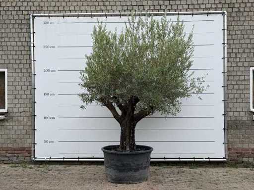 Olive Old Skin - Olea Europaea - environ 75 ans - taille environ 280 cm