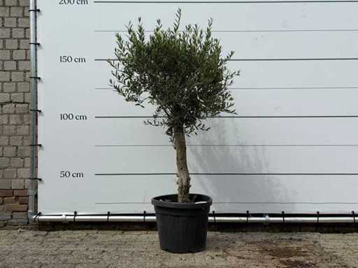Olijfboom Florida - Olea Europaea - ca. 25 jaar oud - hoogte ca. 160 cm